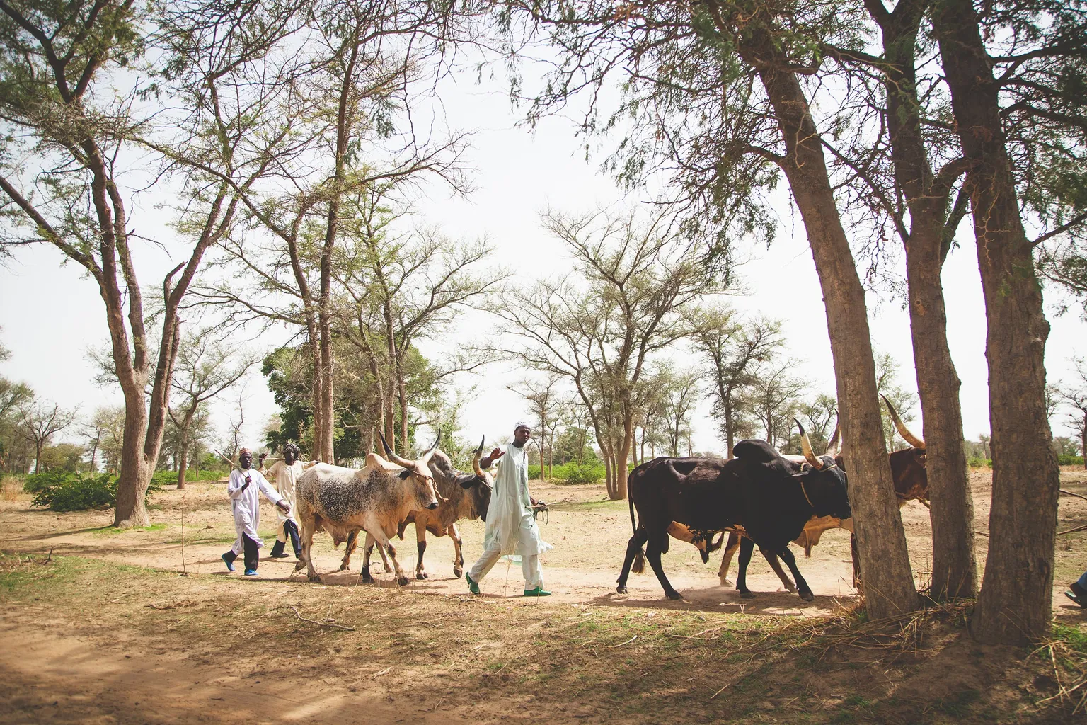 Meating West Africa’s mega cities