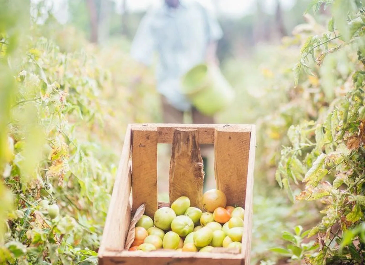 Supporting companies that bring healthier food to the market