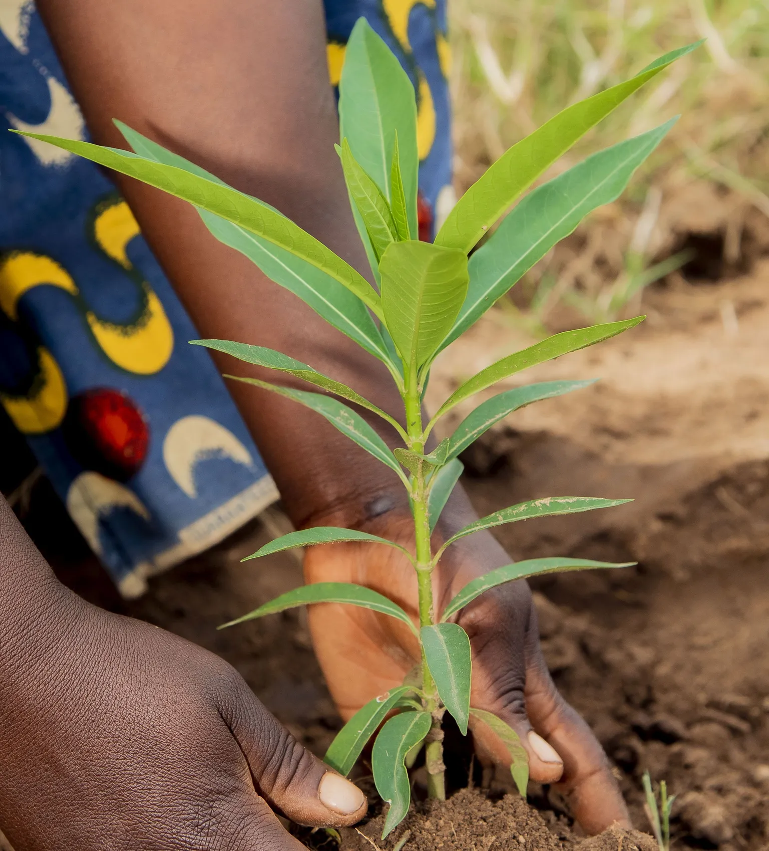 Hands planting a small green sapling in the soil, with vibrant patterned fabric visible in the background.