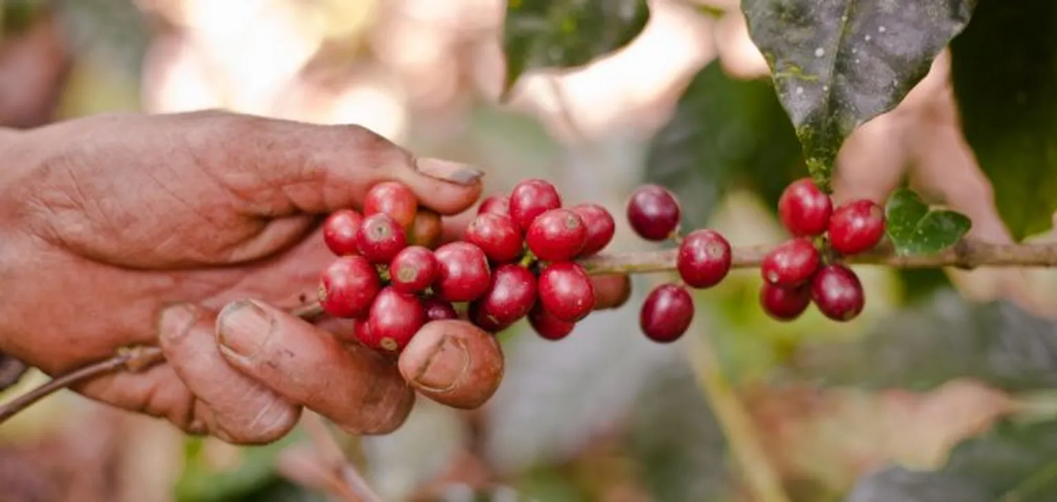 BREEDCAFS Nicaragua