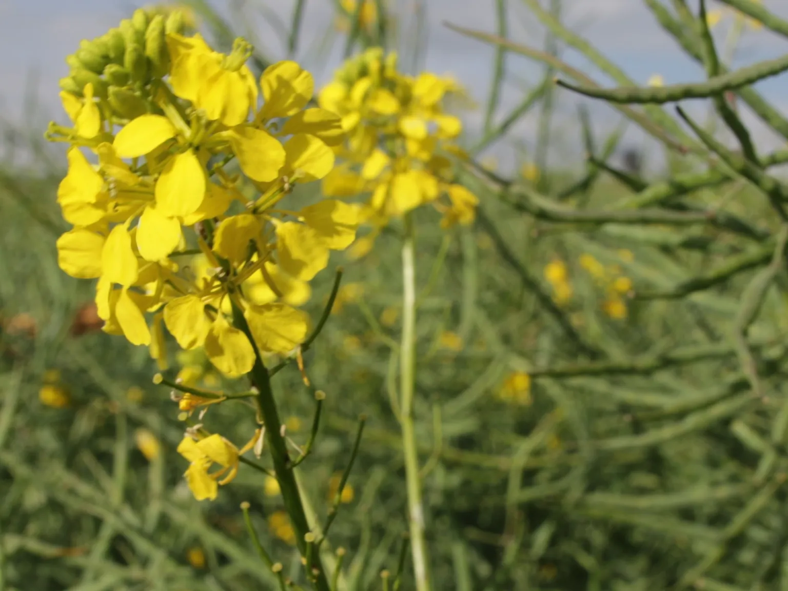 Unilever, Agventure & SNV sign Memorandum
