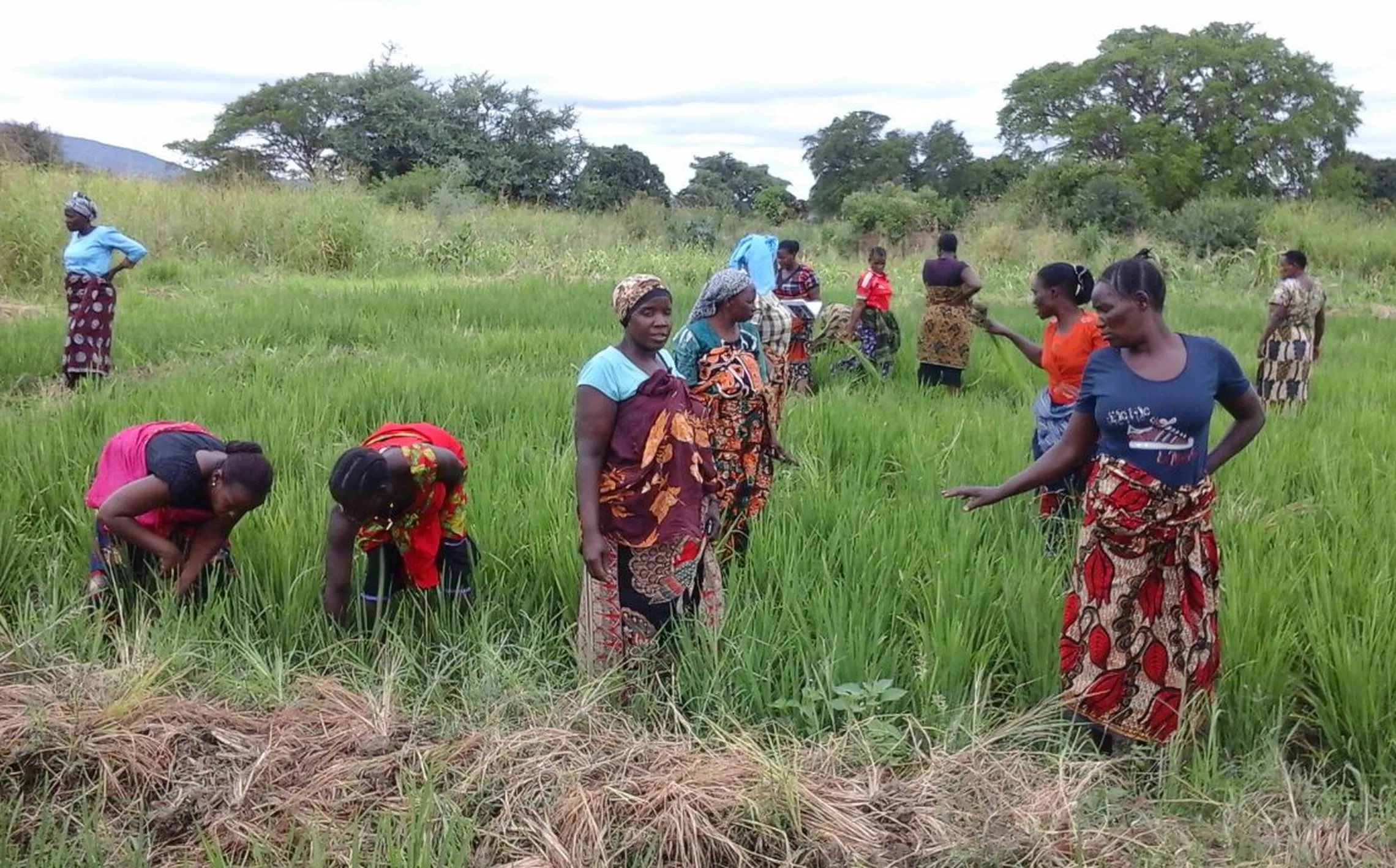 female rice farmers in the field