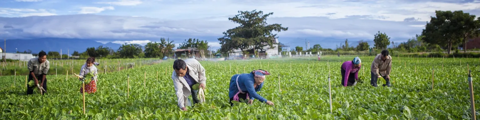 Empowering smallholders through innovative farming cooperative models in rural Cambodia