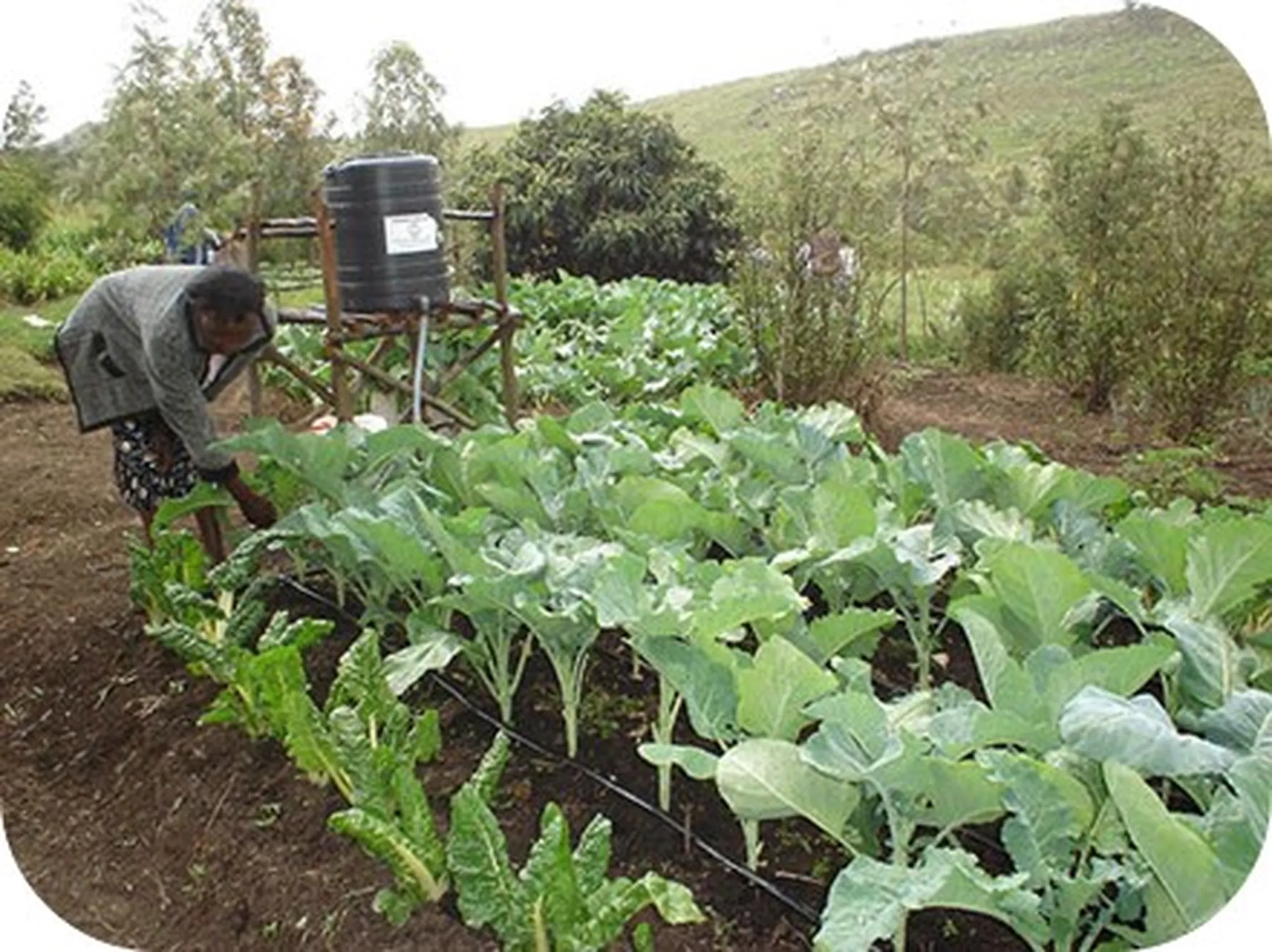 irrigation
