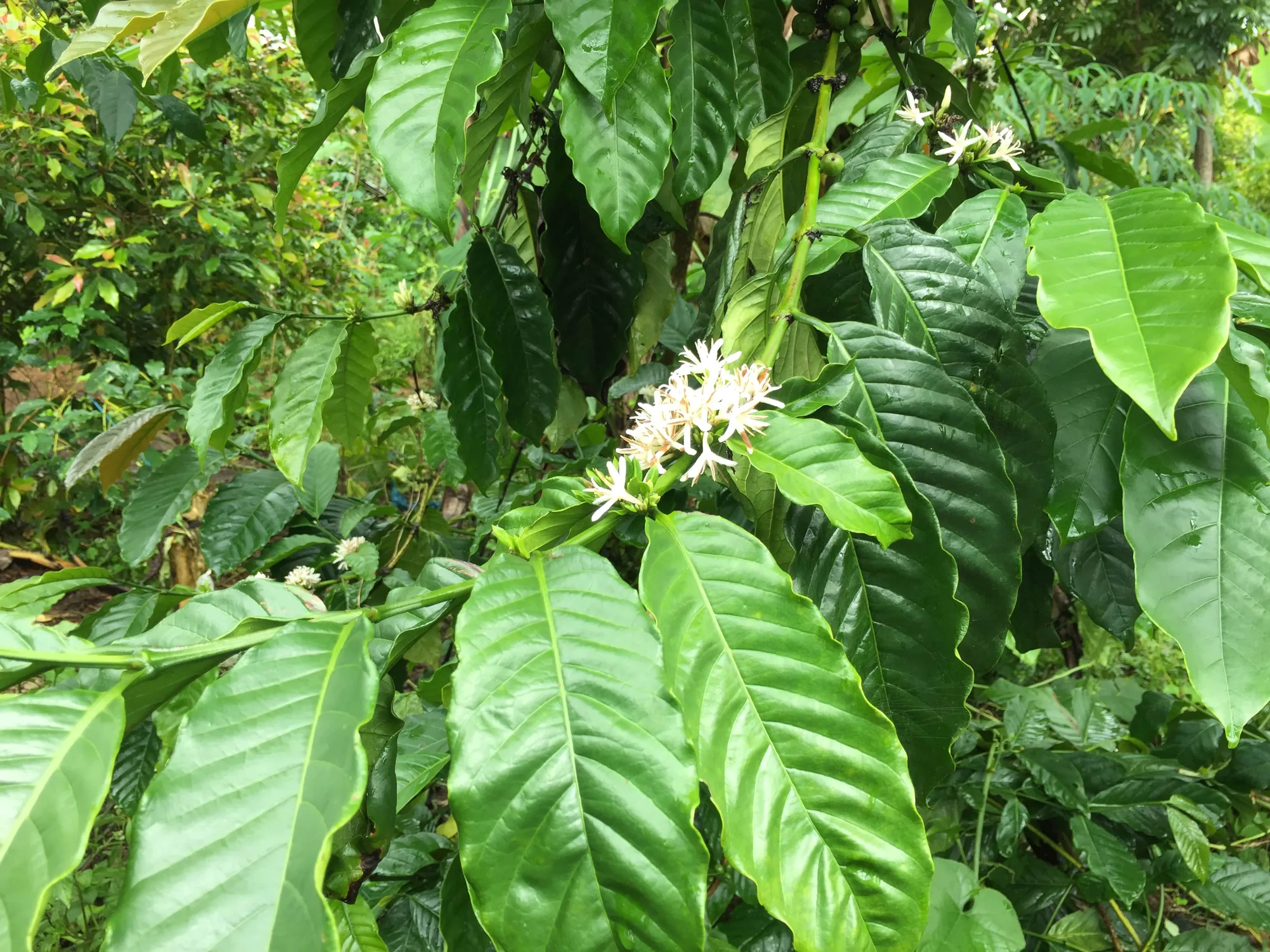plant