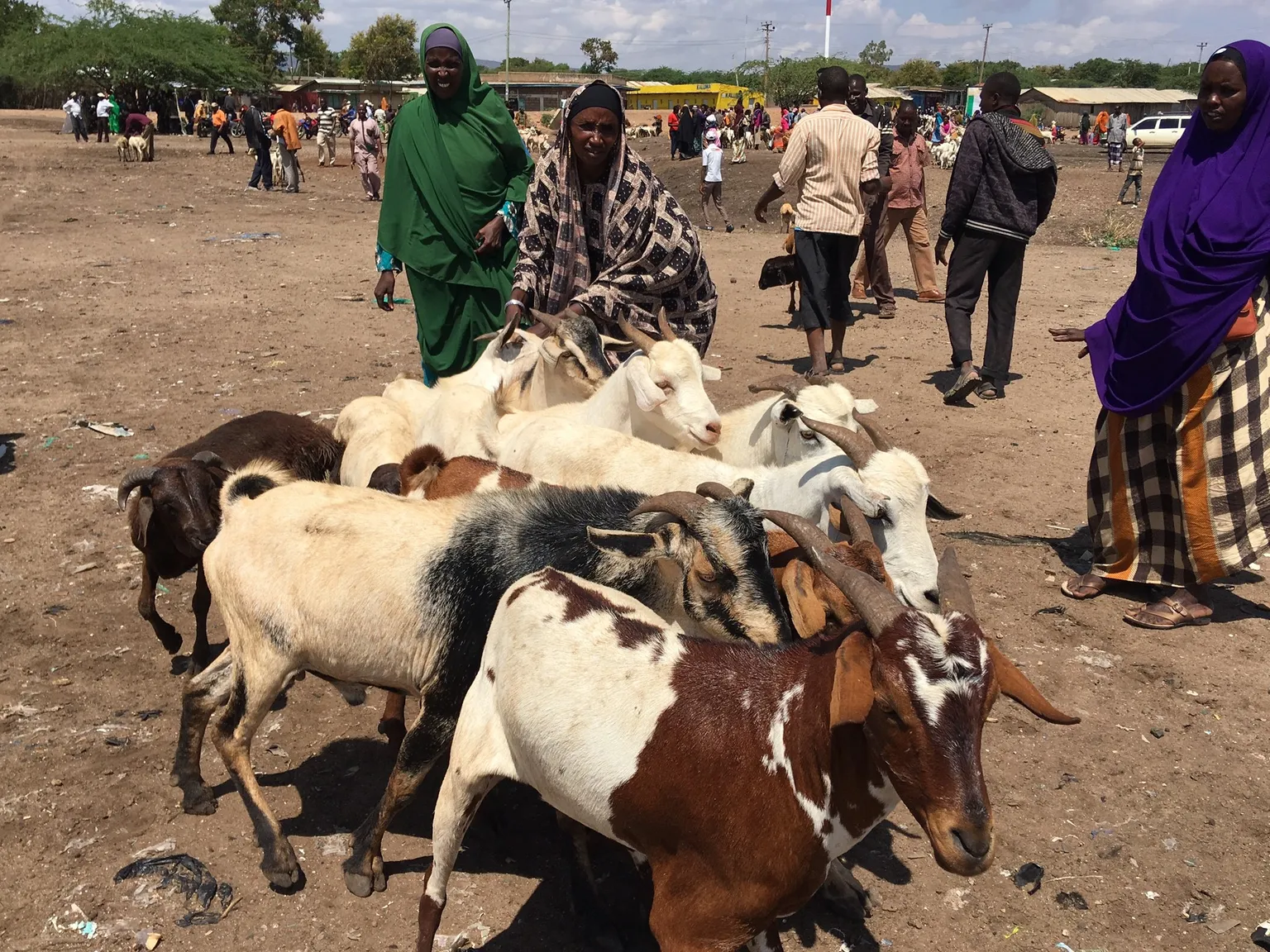 Women entrepreneurs trading goats at the market in Isiolo, Kenya