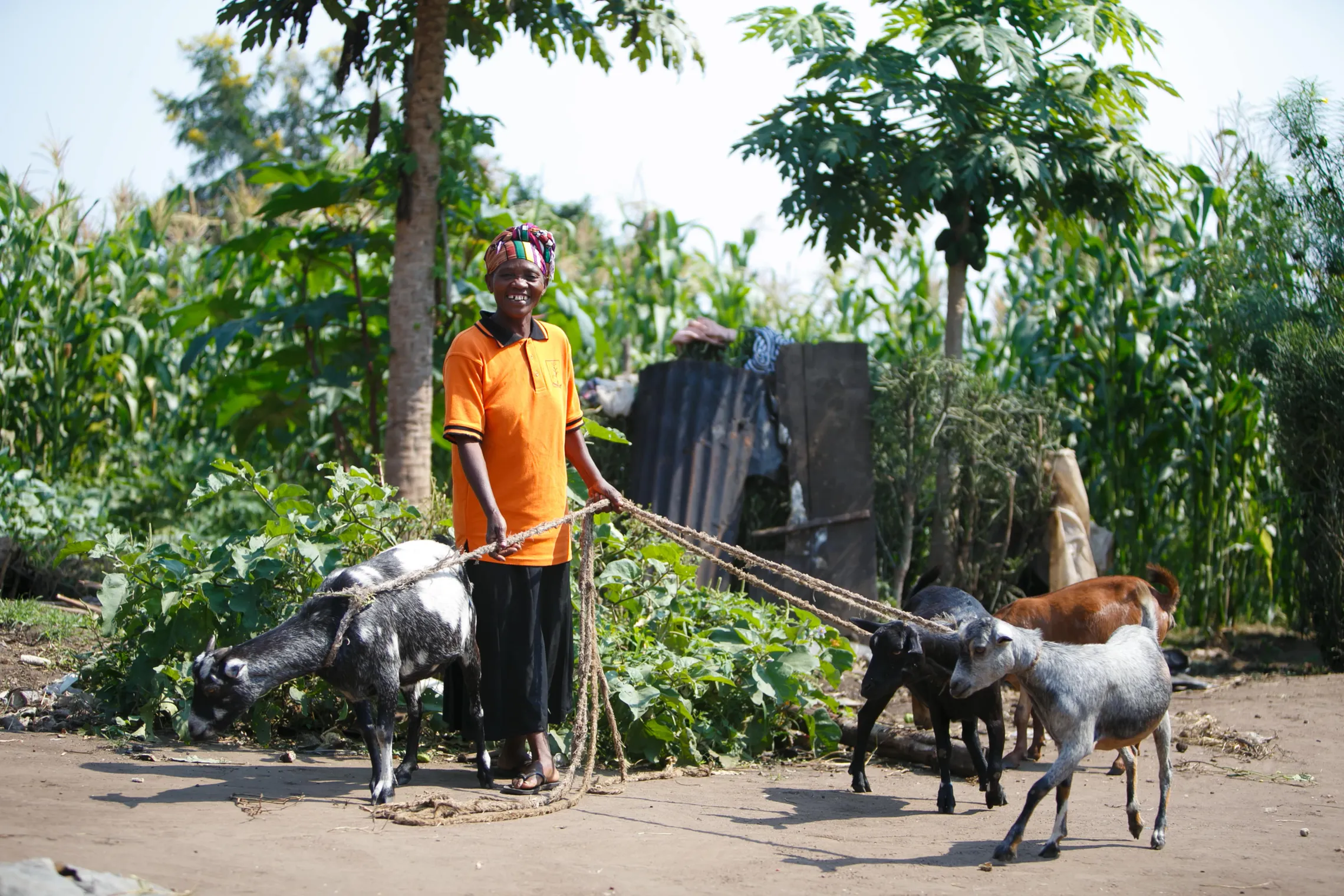 Zephalan with her four goats