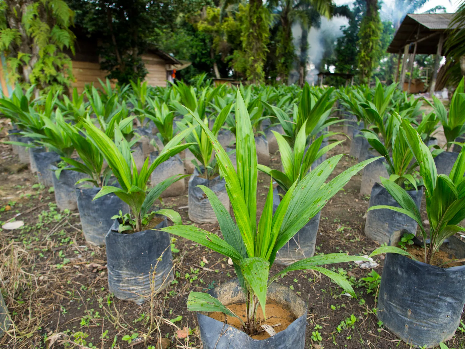 An online knowledge portal has been created to support oil palm smallholders in transitioning to sustainable production systems.