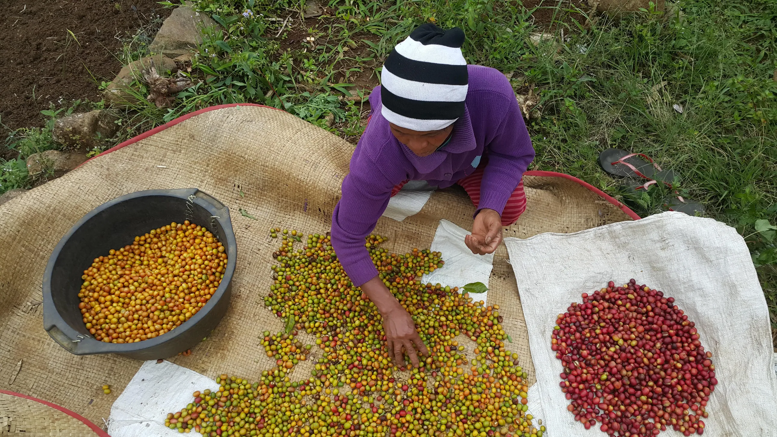 coffee beans
