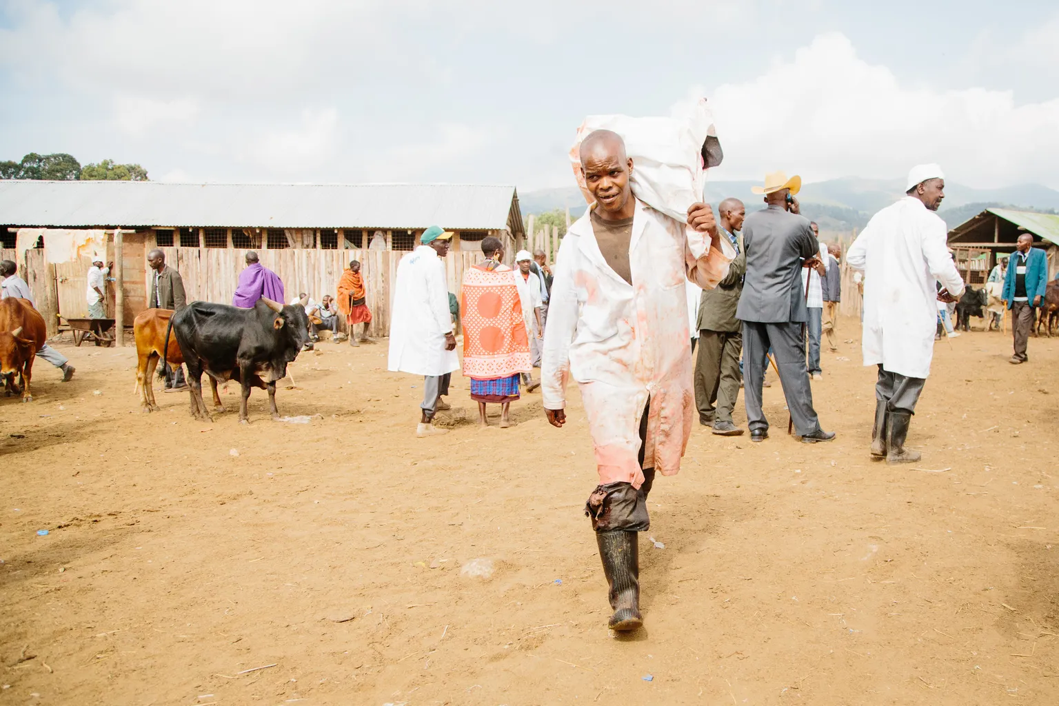 pastoralism plays a pivotal role to provide meat to the West African cities