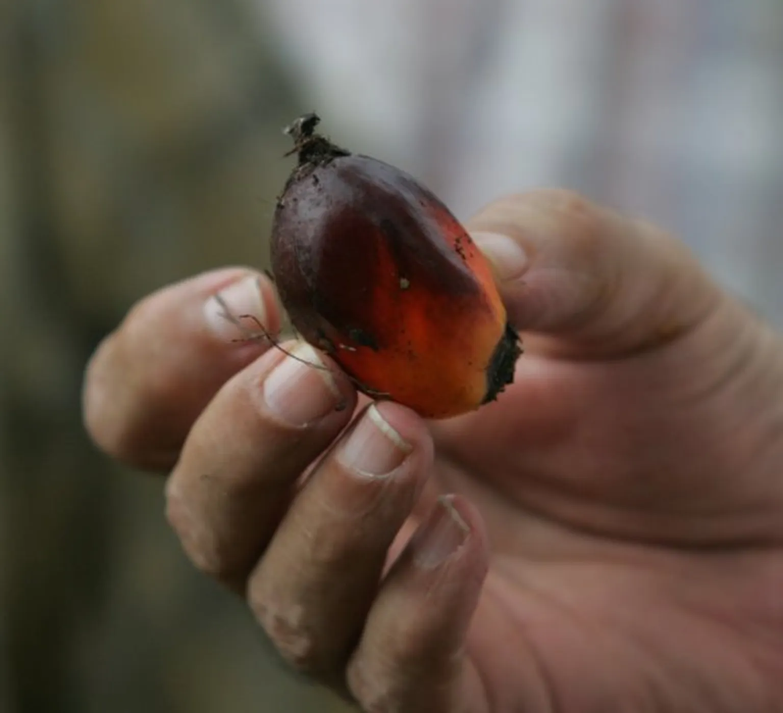 fruit