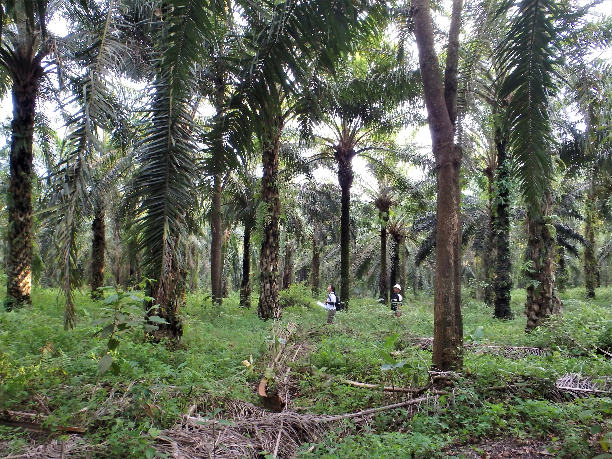 jungle