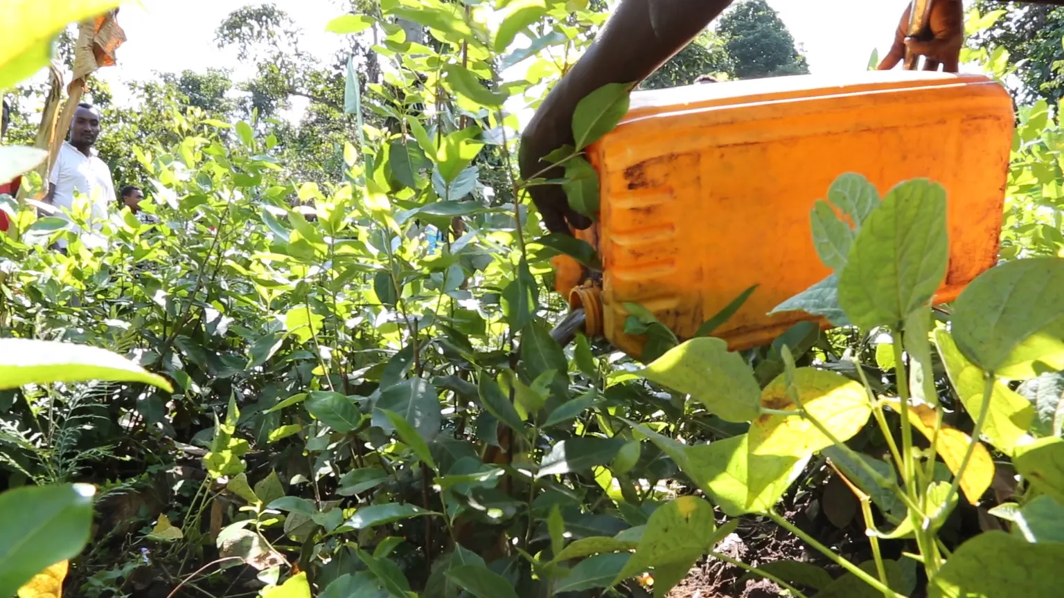 SNV supports promotion of bio-slurry as high value organic fertiliser