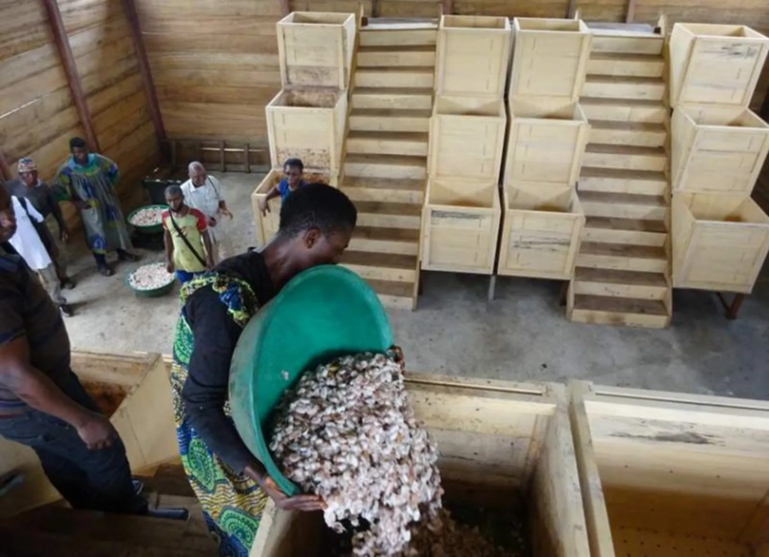 Harvested beans are stored for fermentation