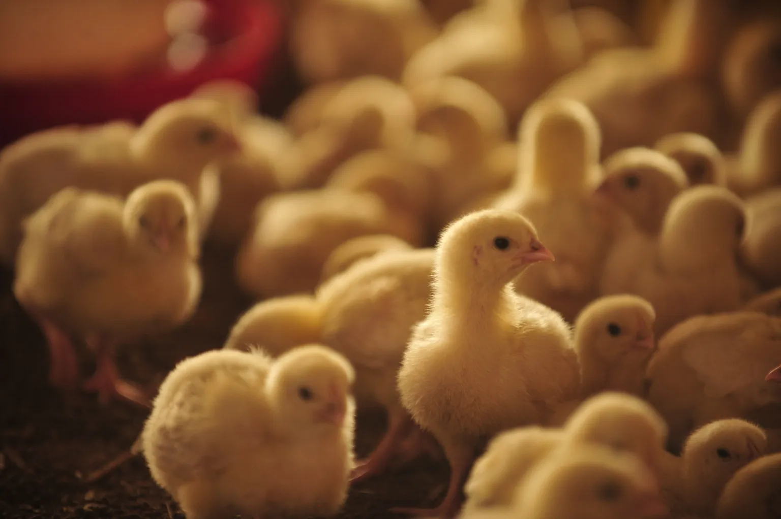 Youth fund enables young man to start poultry business