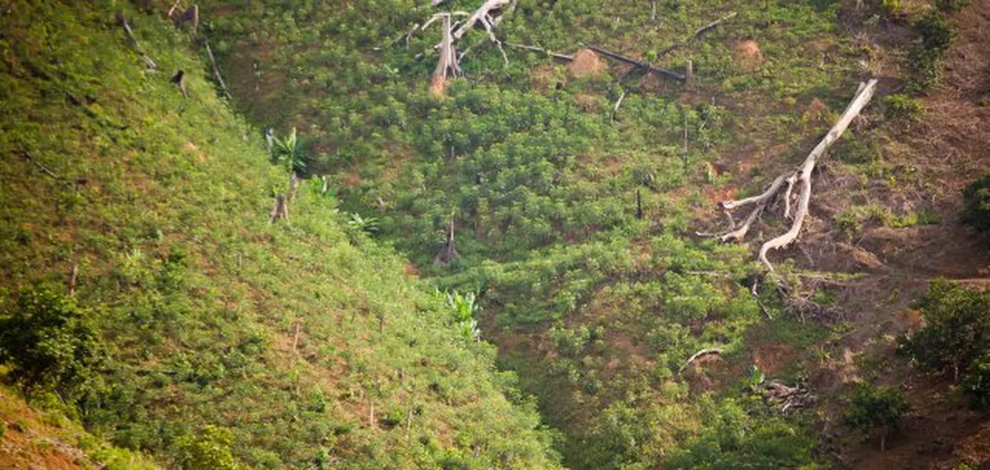 Redd-safeguards