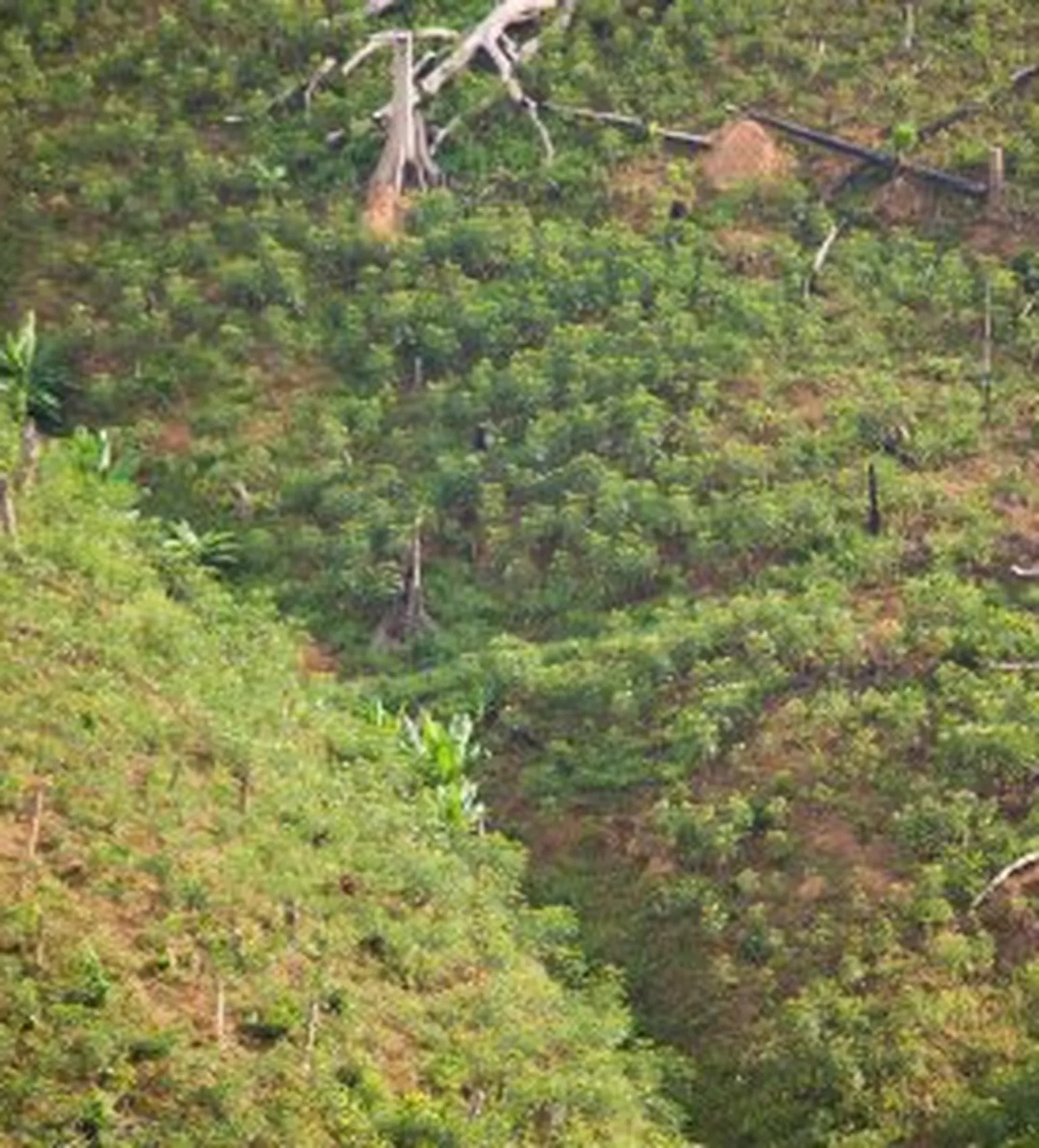 Redd-safeguards