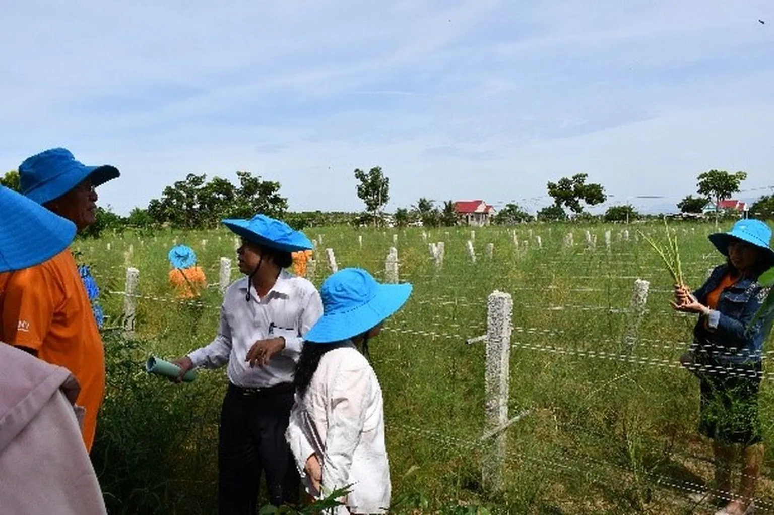 vegetable picking 