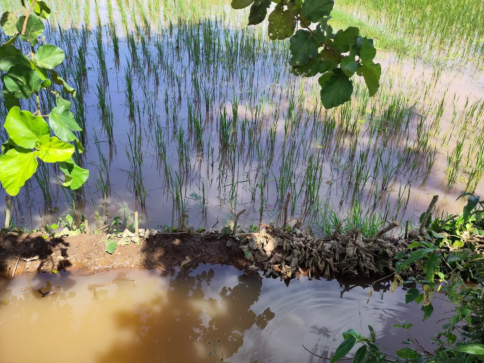 Flooded paddy field in Tanzania