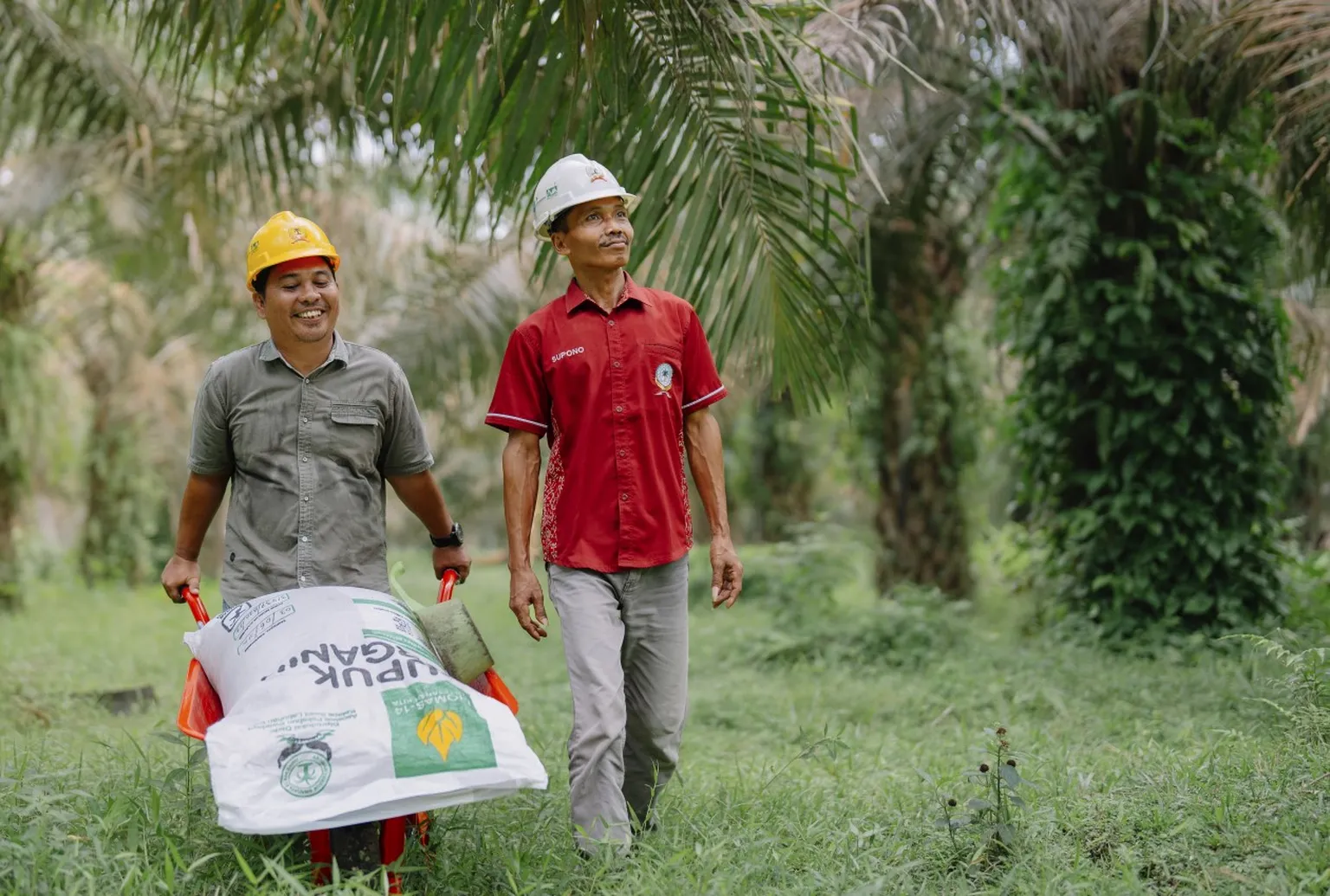 Palm oil