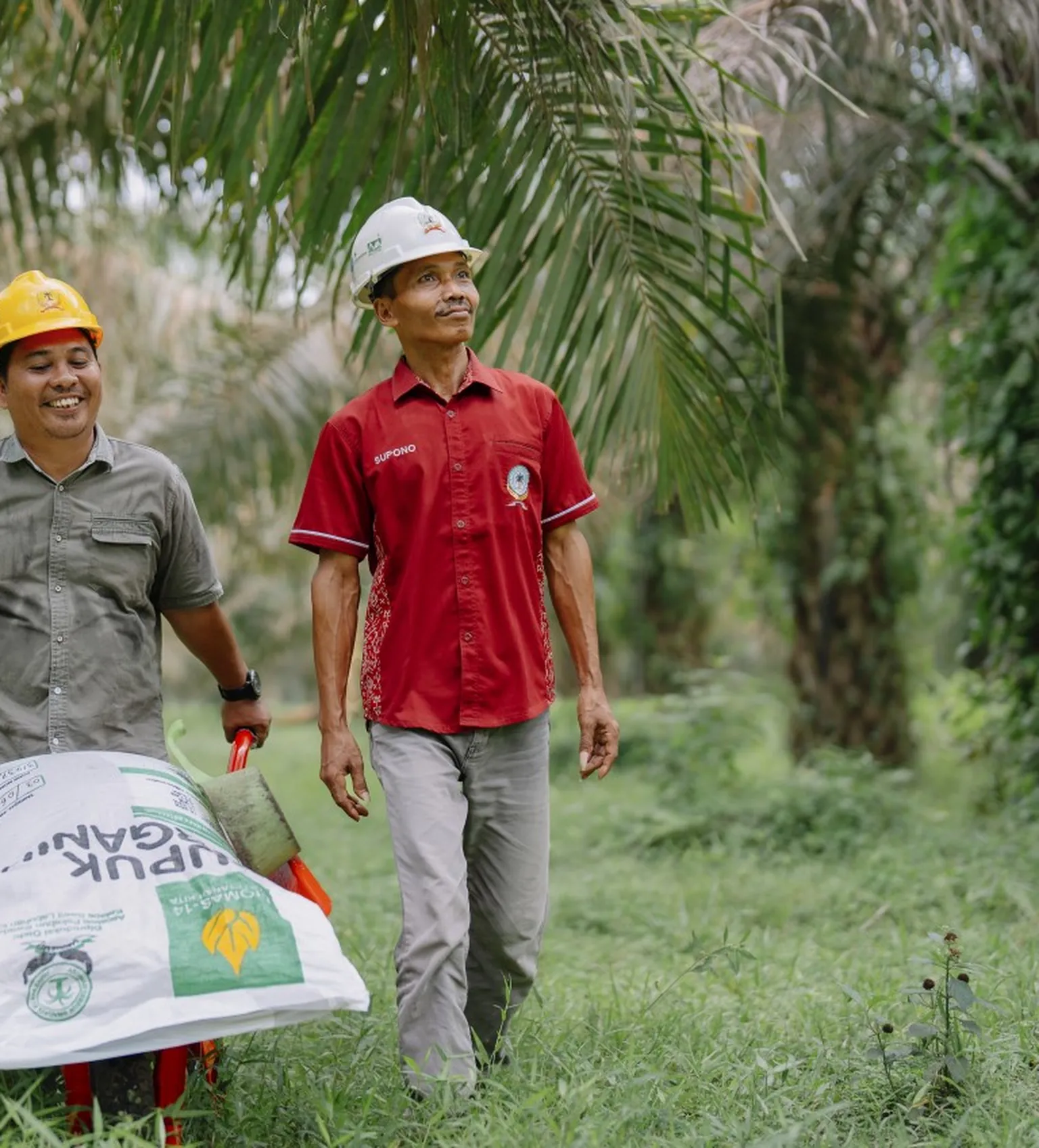 Palm oil