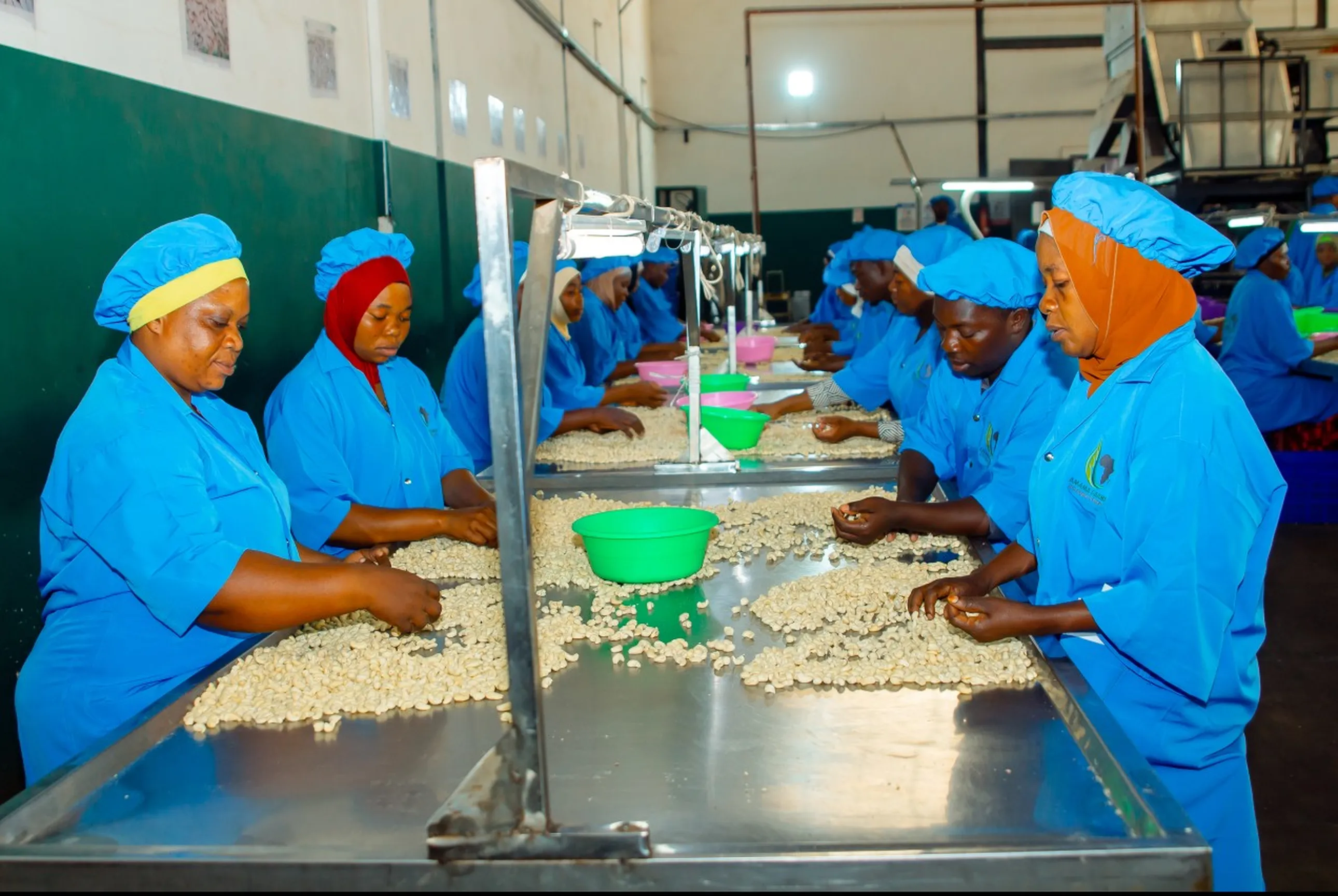 cashew value chain