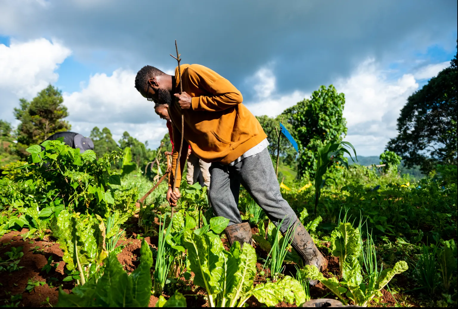 Youths in Agrifood