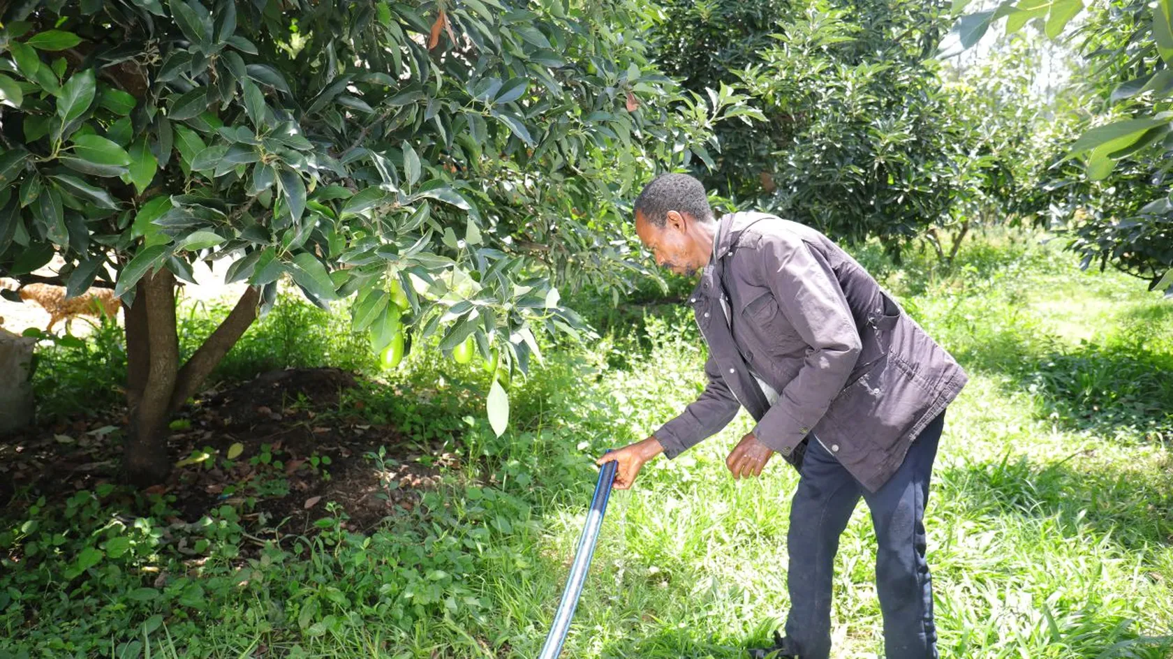 A person tends to a green plant under a large tree in a sunlit garden, wearing a brown jacket and using a garden tool.