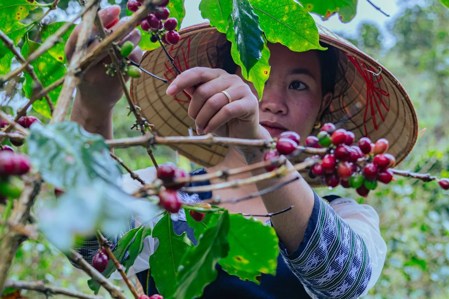 A woman in a hat picks ripe red coffee cherries from a tree, surrounded by green leaves.