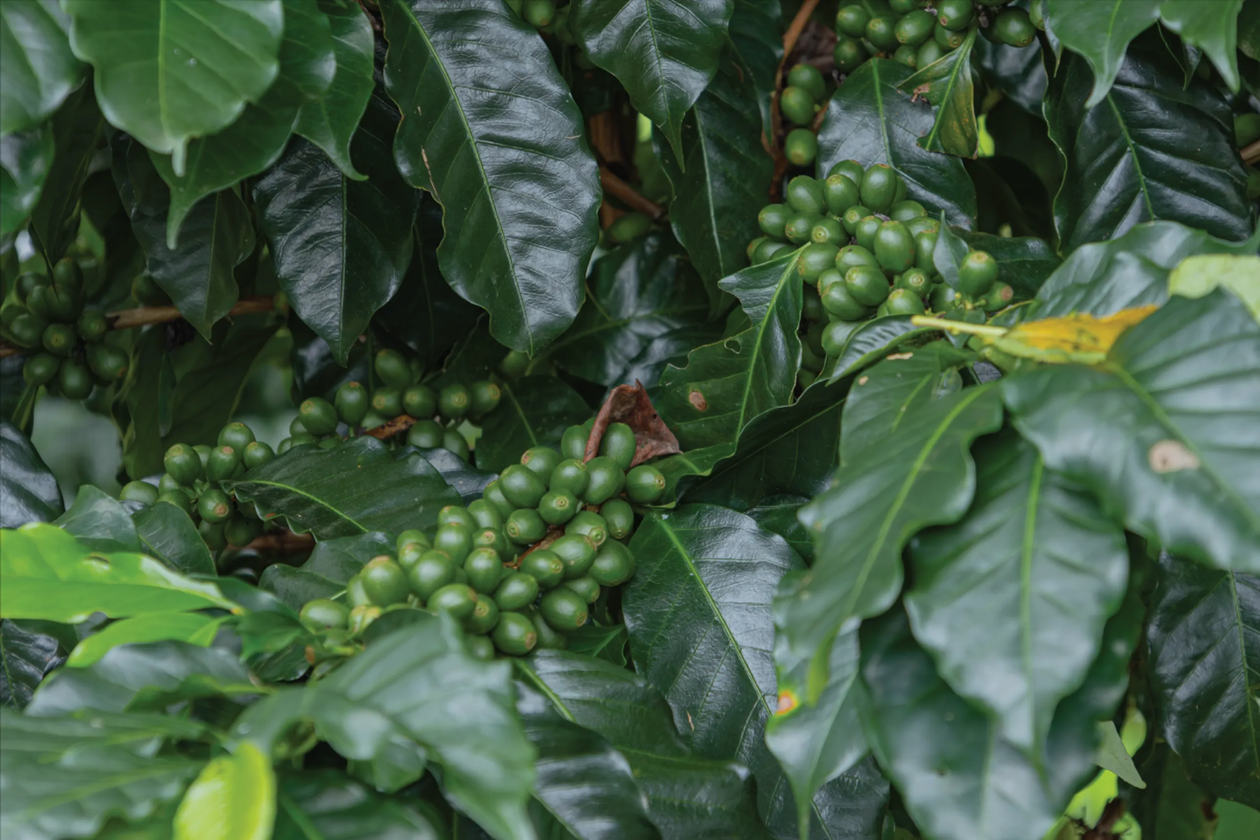 Clusters of unripe green coffee beans grow amidst glossy dark green leaves on a coffee plant.
