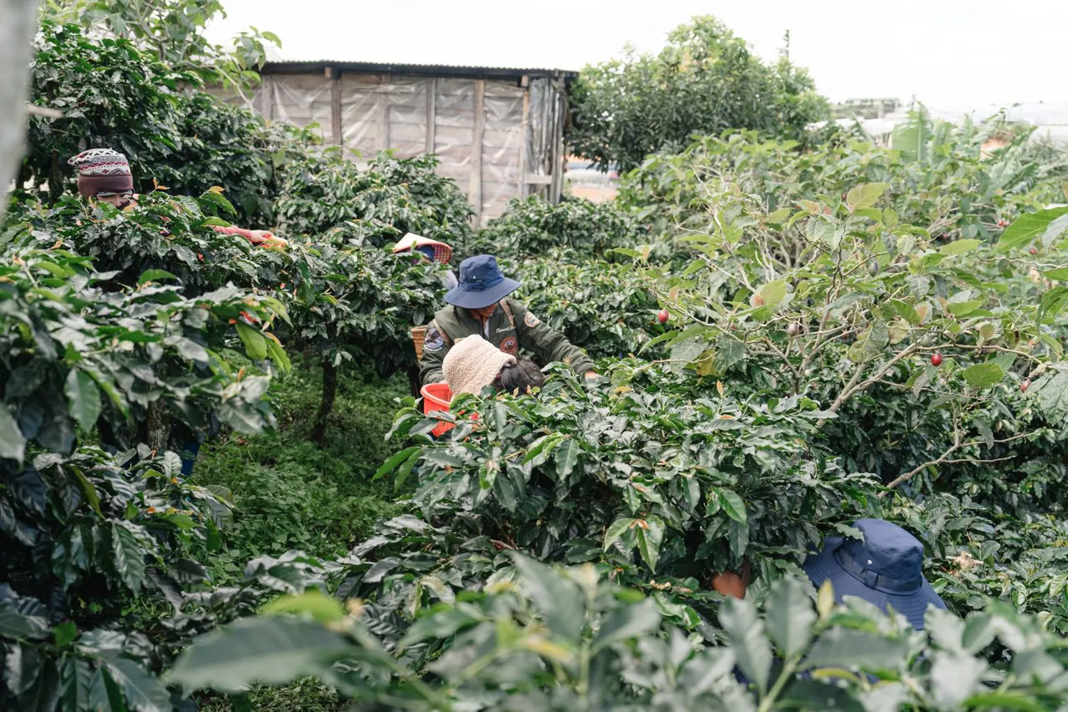 People harvesting coffee cherries in a lush, green plantation with dense foliage, under a cloudy sky.