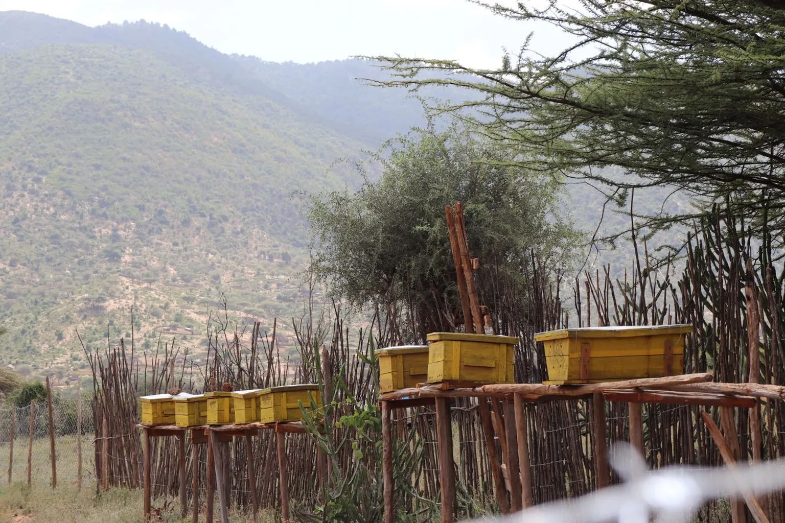A row of yellow beehives on wooden stands, surrounded by a wooden fence, set against a backdrop of hilly terrain and sparse trees.