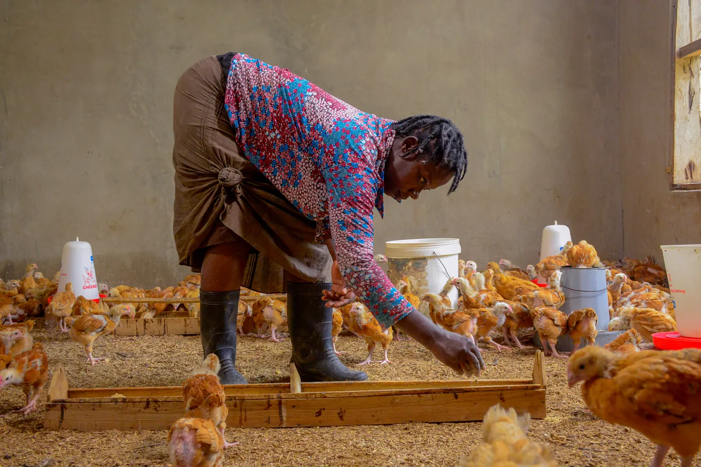Person in colorful shirt feeds chickens inside a coop, surrounded by poultry supplies and bins.