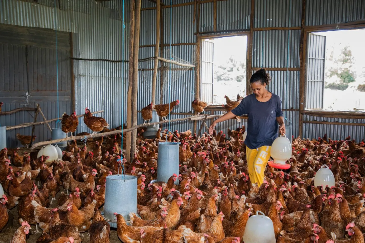 A person tends to numerous chickens inside a large, sunlit coop, holding chicken feeders. The coop is made of corrugated metal with open windows.
