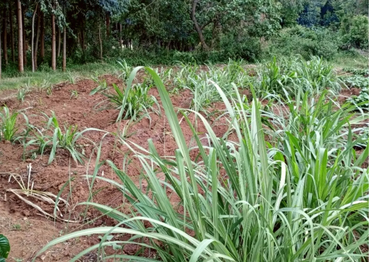 a photo of fodder in a plot of land for farming