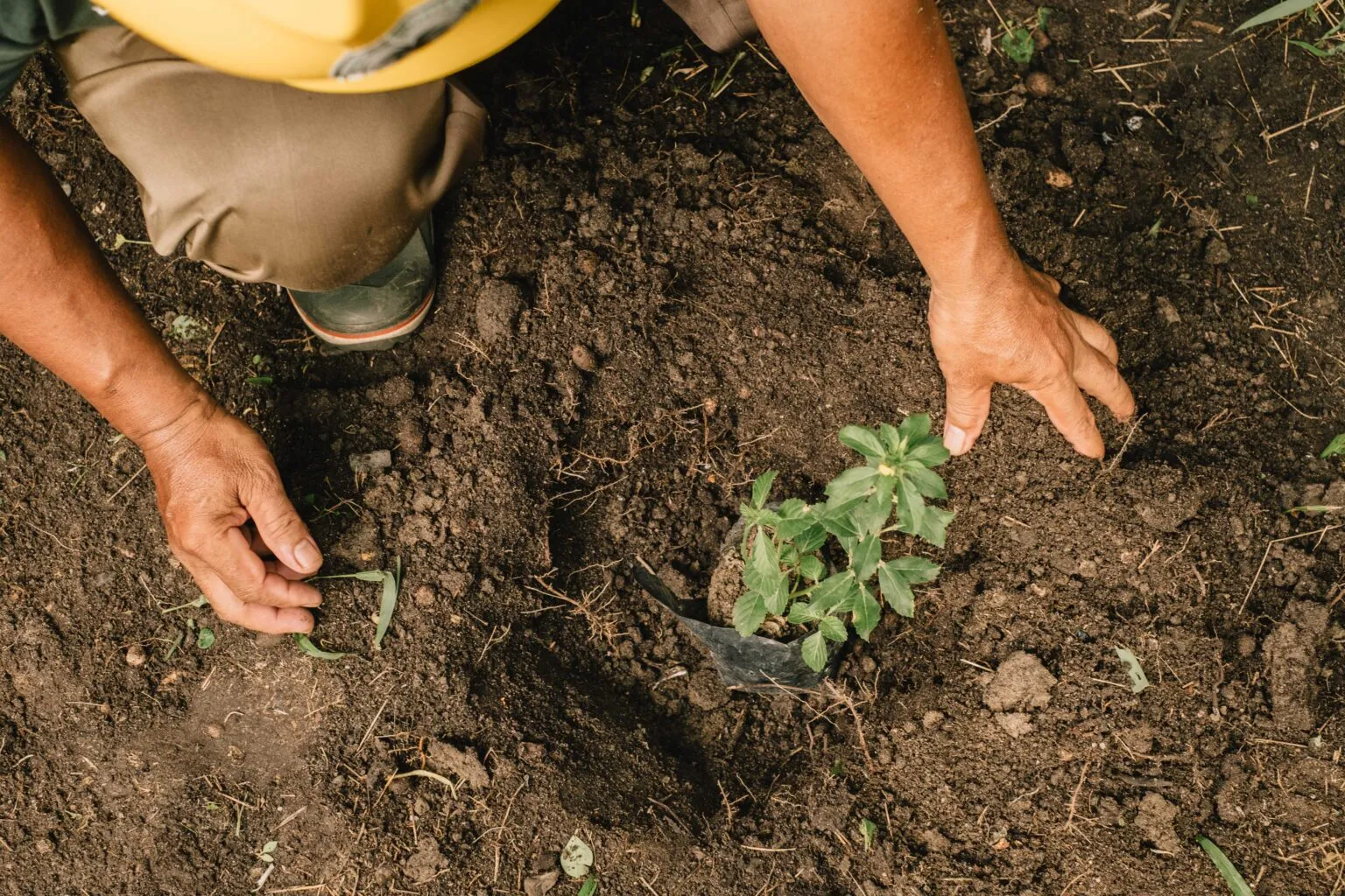 palm-oil-soil-health-