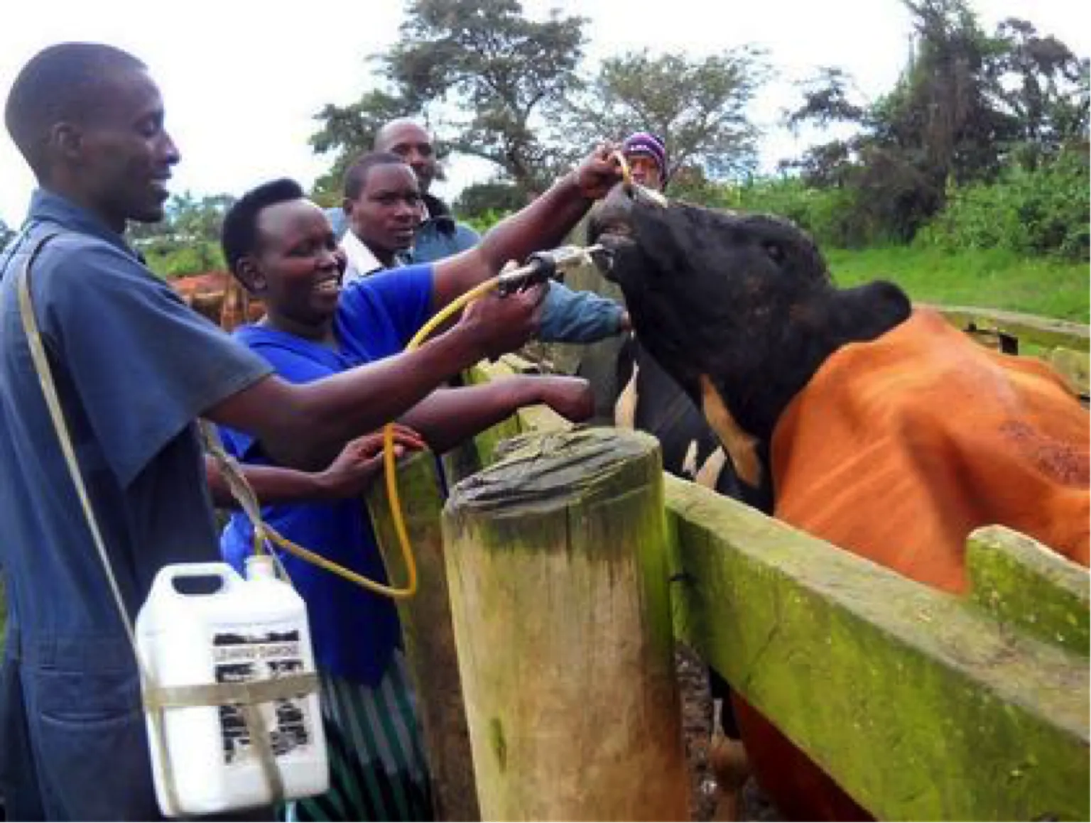 Trader-led milk chain transforming dairy businesses in South-western Uganda
