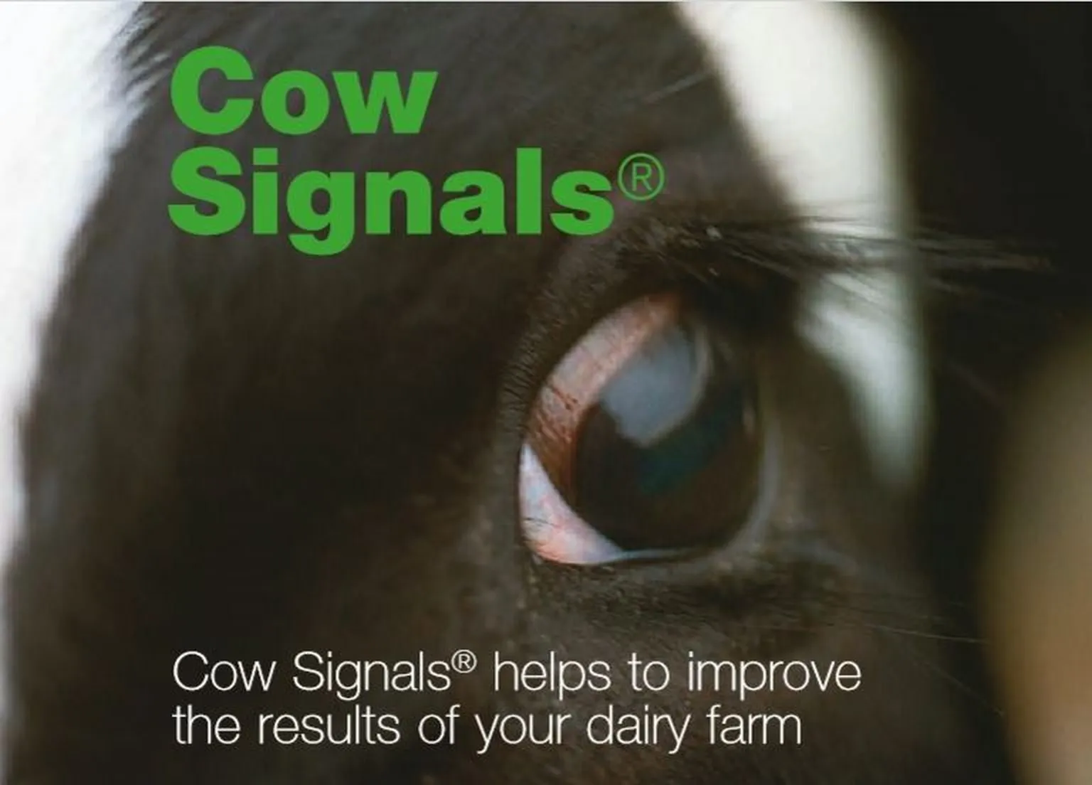 Publication of Cow Signals Guide in partnership with KMDP