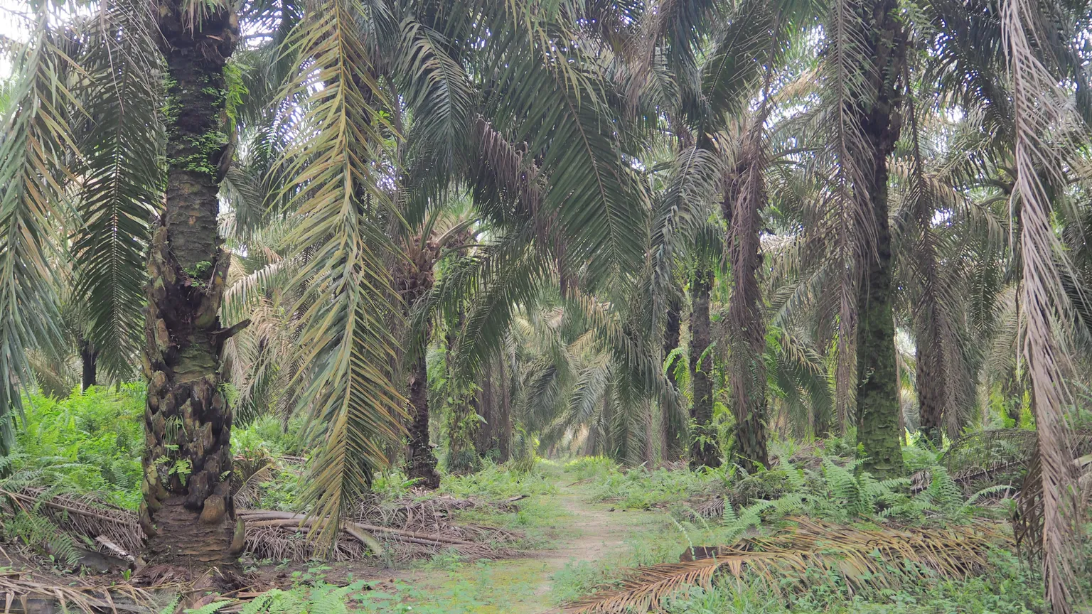Training palm oil farmers to halt deforestation