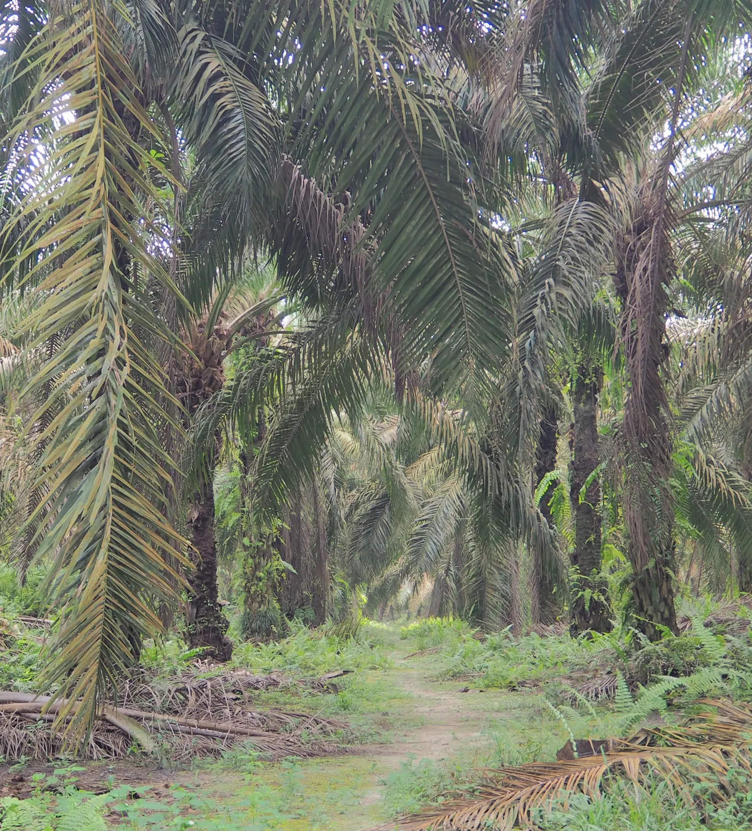 Training palm oil farmers to halt deforestation