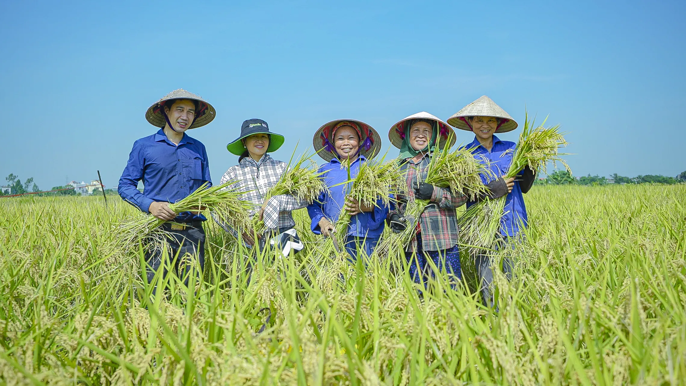 Five people in wide-brimmed hats stand smiling in a lush green rice field, holding freshly harvested rice stalks under a clear blue sky under the AVERP project