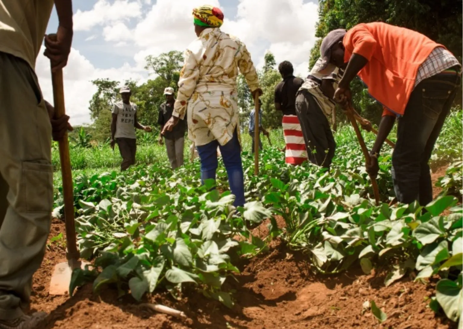 A photo of a group of farmers working in a plot of land