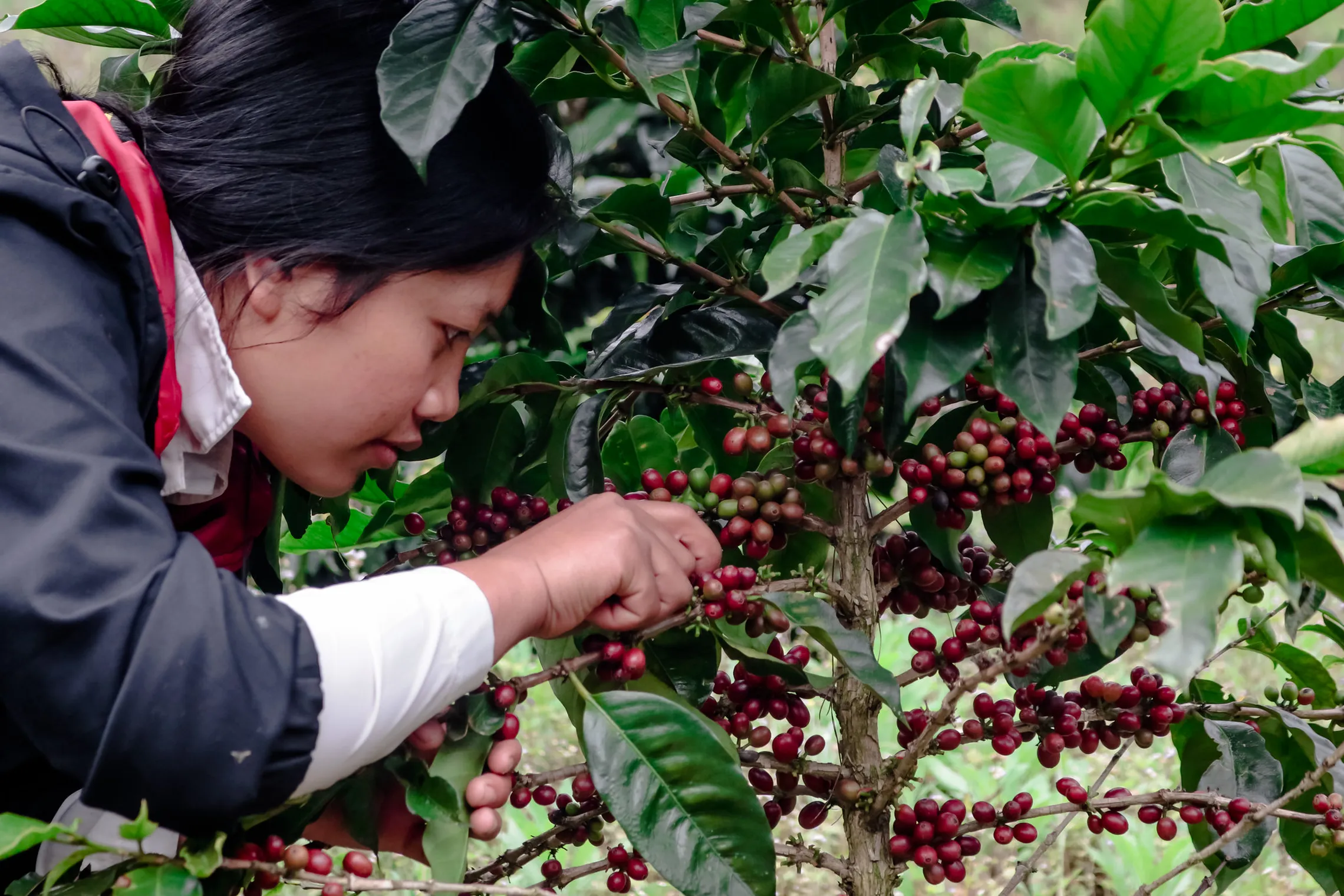 Women picking coffee cherries