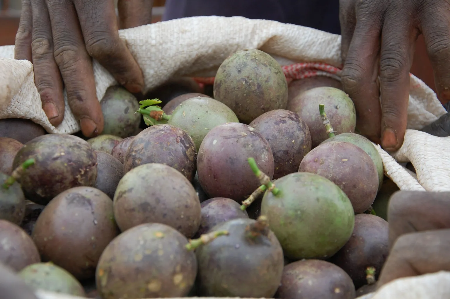 Rwandan CSOs fuelling change and improvements in the agriculture and nutrition sector