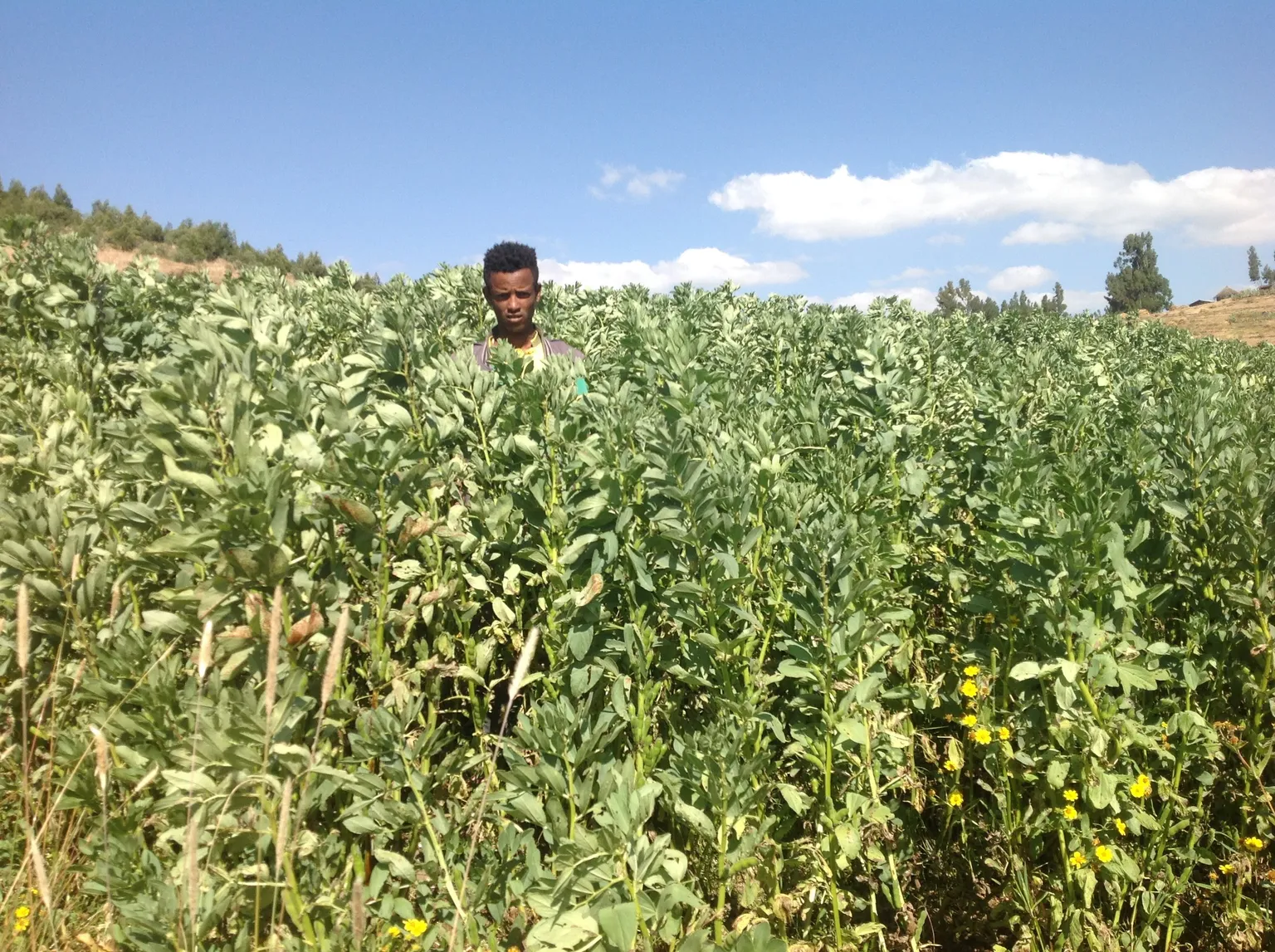 SNV ethiopia