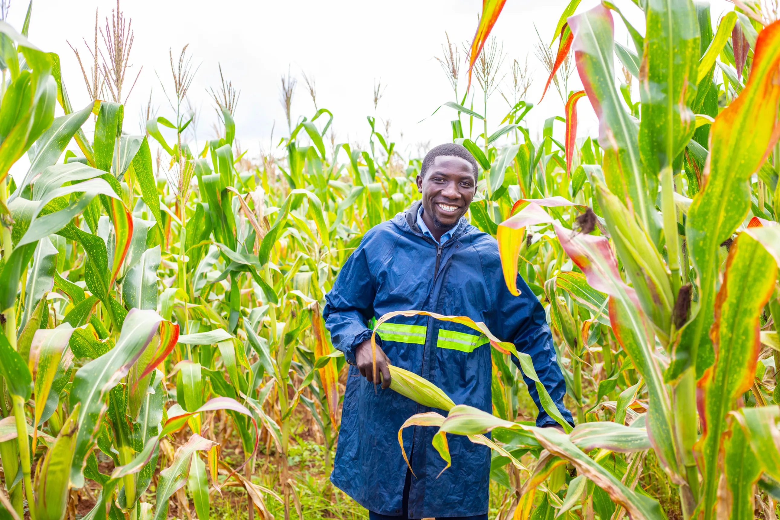 Wellington in a maize field