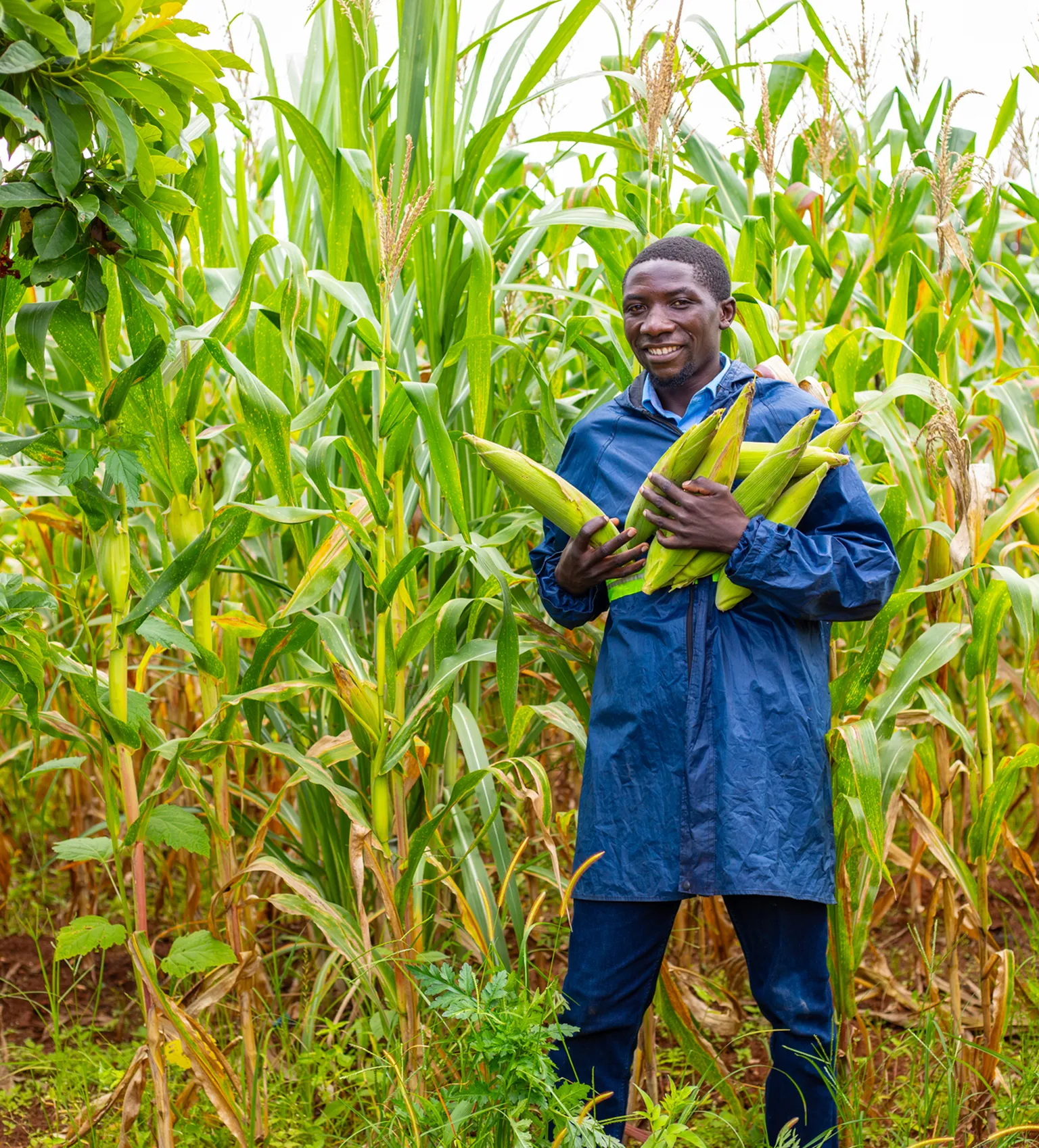A person in a blue coat stands in a cornfield, smiling and holding several ears of corn. Lush green plants surround them.