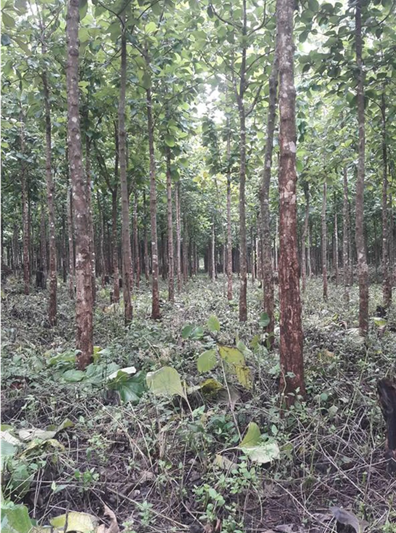 A teak tree plantation 