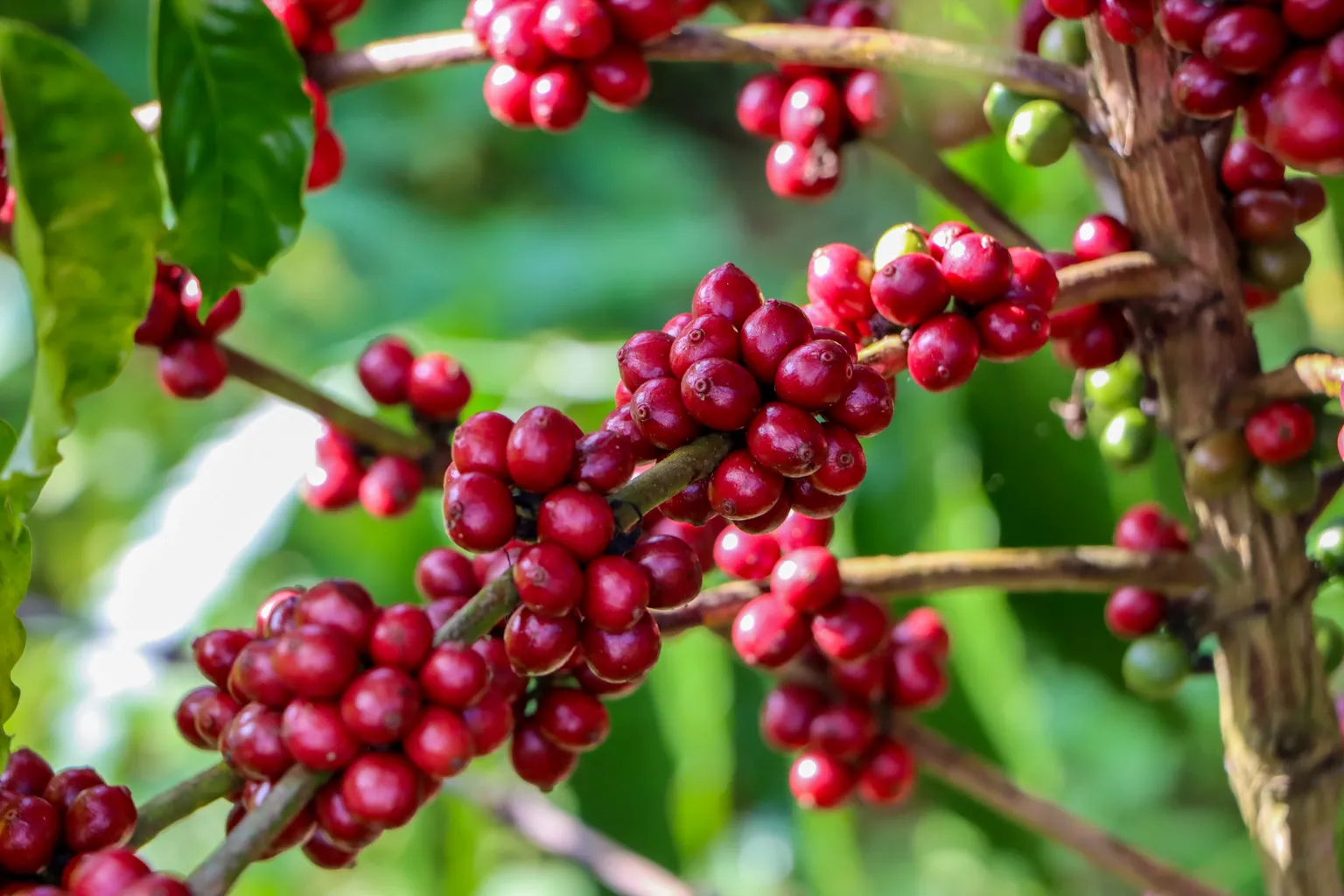 Ripe coffee beans