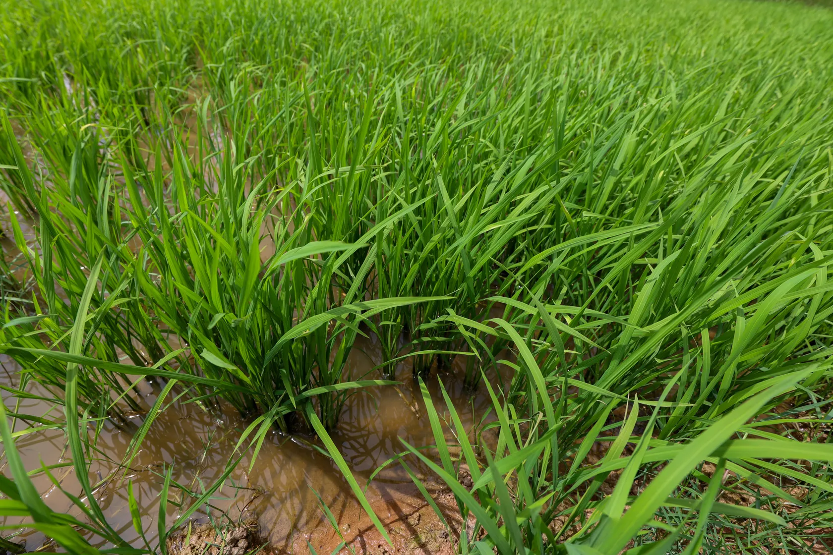 Rice fields in Cambodia
